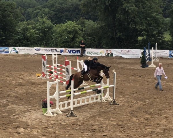 jumper Carry 87 (Hanoverian, 2011, from Carrico)