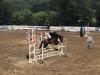 jumper Carry 87 (Hanoverian, 2011, from Carrico)