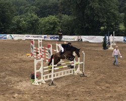 jumper Carry 87 (Hanoverian, 2011, from Carrico)