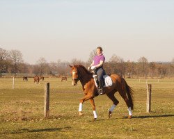 broodmare Dispery`s Flower (Noble Warmblood, 2015, from Donatos 5)