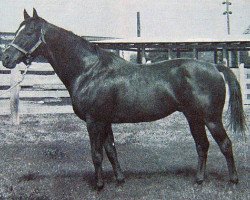 stallion McBarr xx (Thoroughbred, 1958, from Three Bars xx)