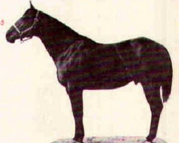 stallion Commander King (Quarter Horse, 1958, from King Command)