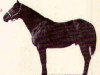 stallion Commander King (Quarter Horse, 1958, from King Command)