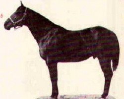 Deckhengst Commander King (Quarter Horse, 1958, von King Command)