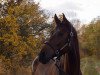 dressage horse Rock me Rüdiger (Westphalian, 2014, from Rock Forever NRW)