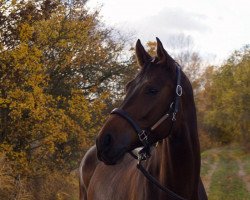 dressage horse Rock me Rüdiger (Westphalian, 2014, from Rock Forever NRW)