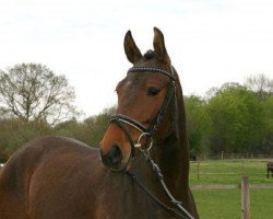 broodmare Brenda F (Holsteiner, 2009, from Cormint)