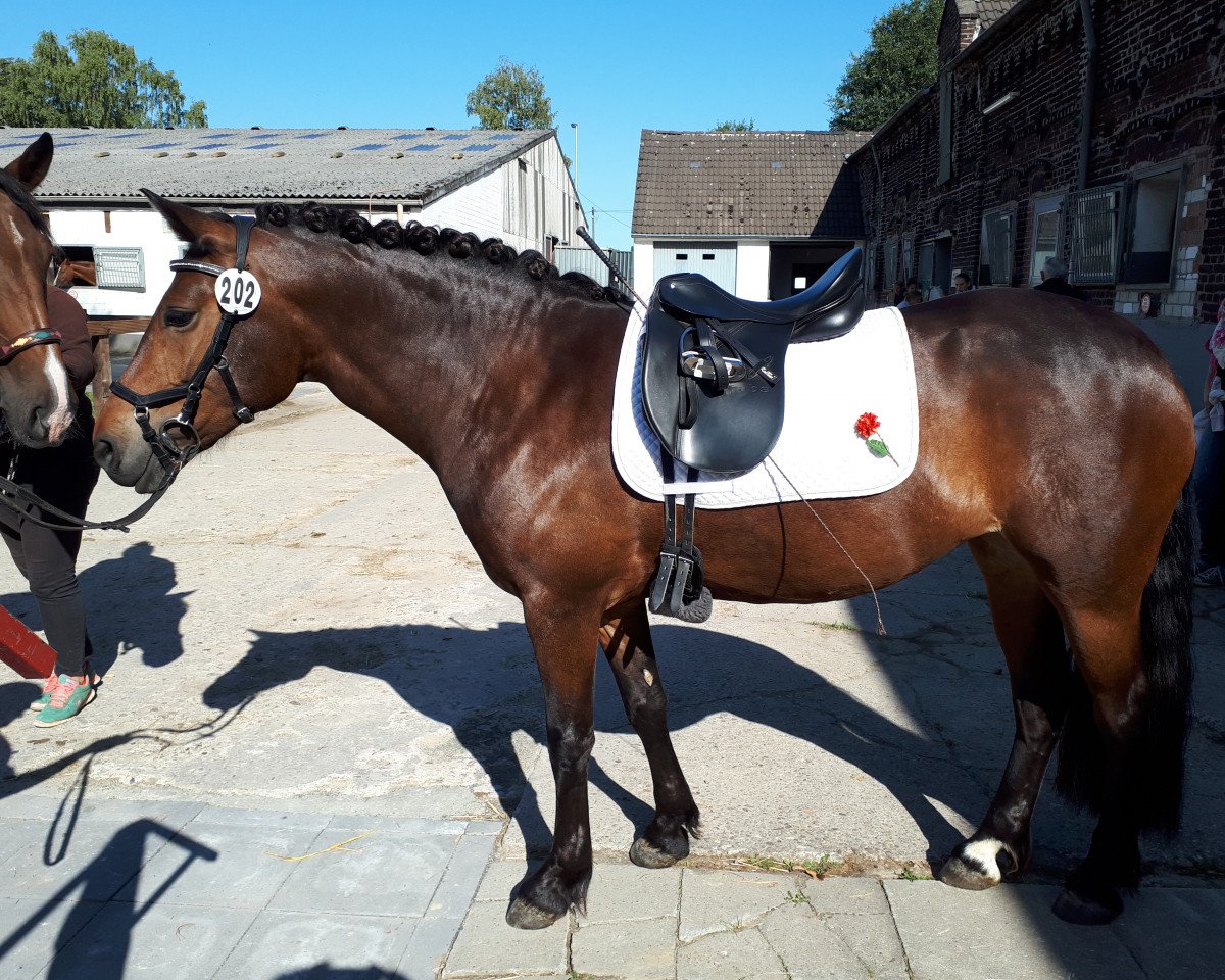 broodmare Isweide Cayenne (Connemara Pony, 2013, from Thiergartenhof´s Dun Iltschi)
