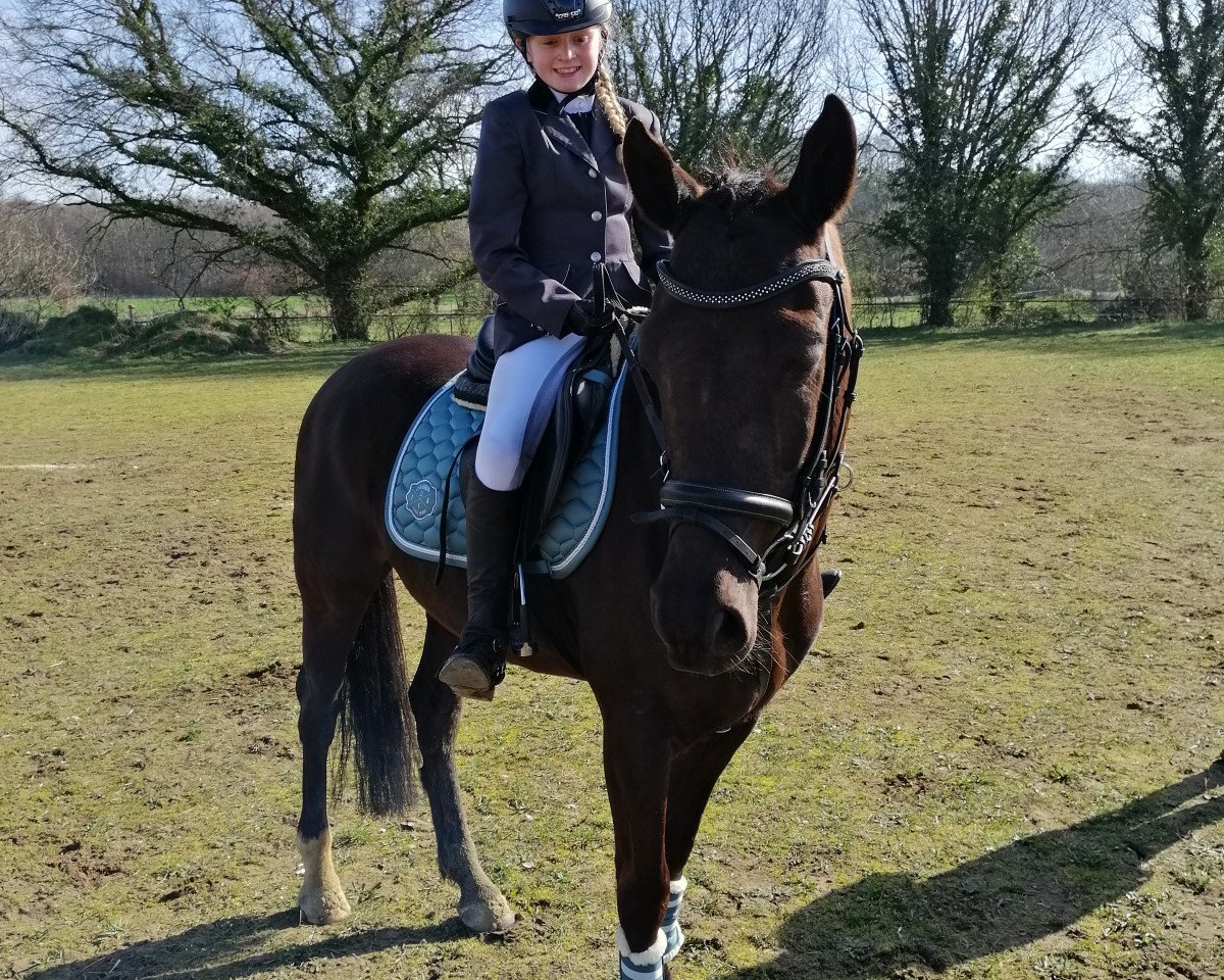 jumper Dibadu 4 (German Riding Pony, 2012, from Danny Gold)