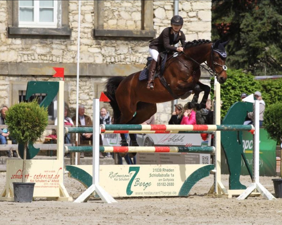 jumper Chim-Chimini (Hanoverian, 2008, from Comte)