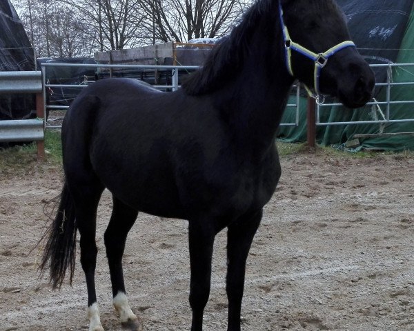 dressage horse Beverly (German Riding Pony, 2016, from Chronospace)