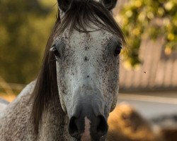 horse Pheronn ox (Arabian thoroughbred, 2003, from Piligrim ox)