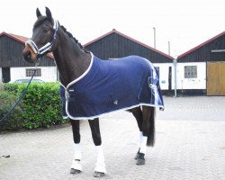 dressage horse Fürst Cordino Royal (Rhinelander, 2013, from Fürst Romancier)