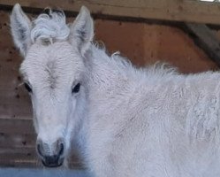 horse Hanya von der Timoburg (Fjord Horse, 2021, from Rudsmo Remi)