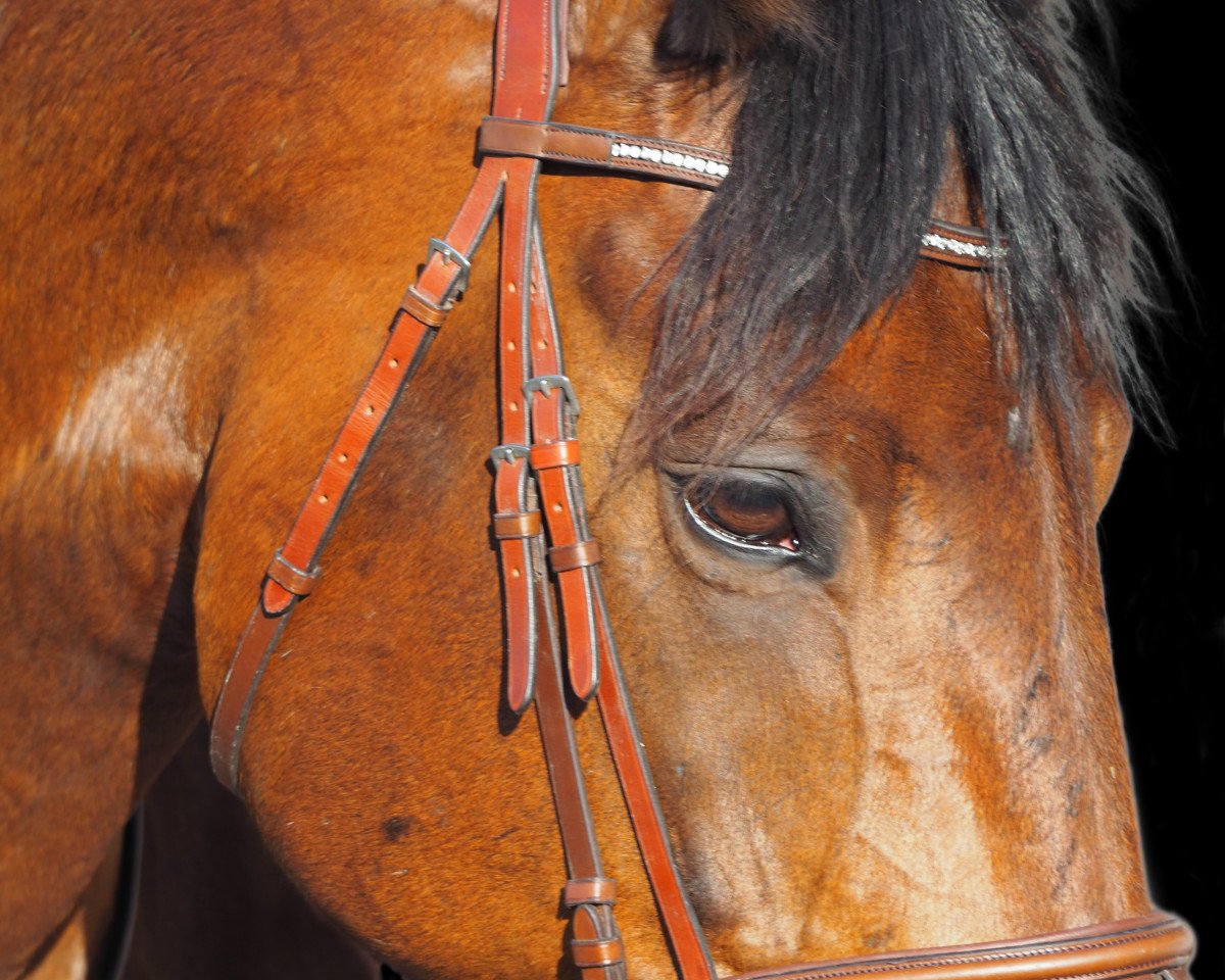 broodmare Bulahrouge T.s. (KWPN (Royal Dutch Sporthorse), 2006, from Isard du Rietz)