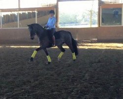 dressage horse Rembrandt WS (Oldenburg, 2005, from Rembrandt Royal)