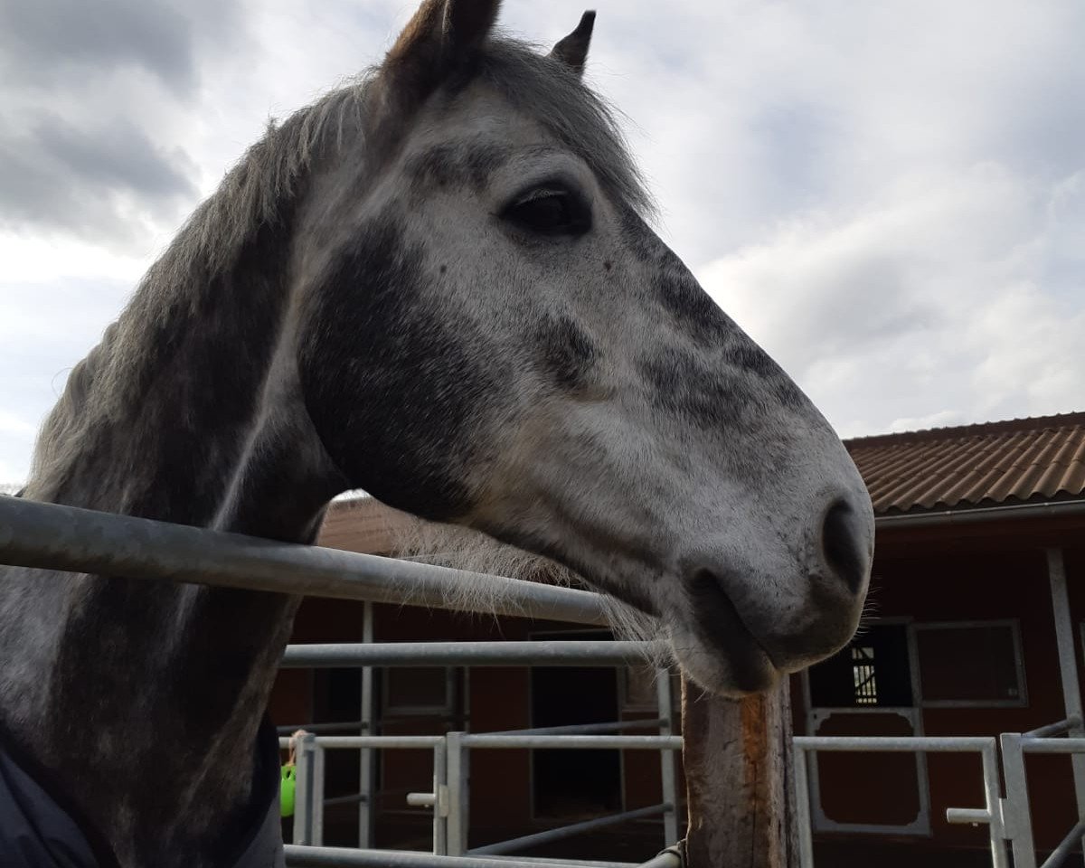 Springpferd Caruso CM (Holsteiner, 2012, von Cassaro 5)