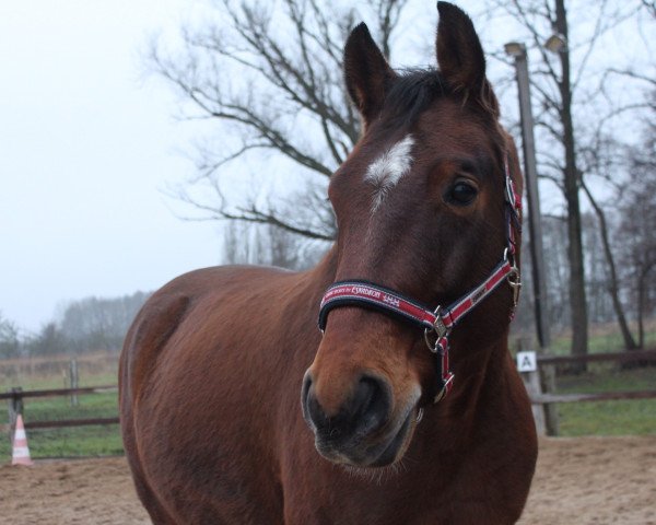 Dressurpferd Scott vom Möhrkenhof (Hannoveraner, 2009)