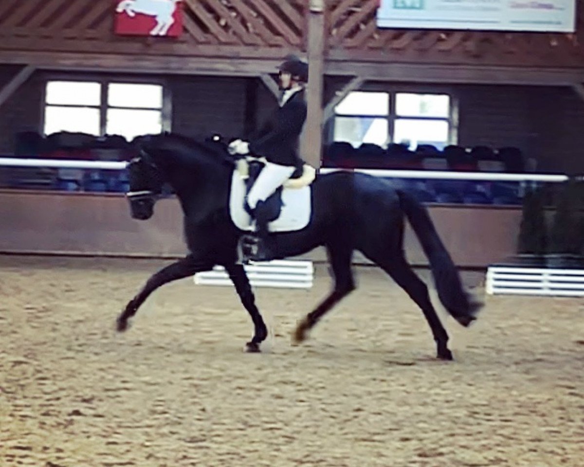 dressage horse Fürstenglanz 10 (Oldenburg, 2014, from Fürstenball)
