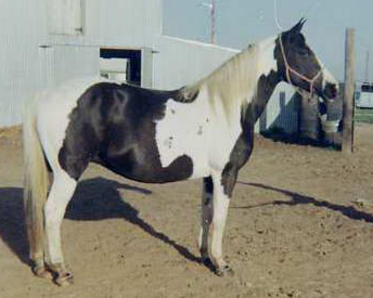 Zuchtstute Lazy L. Pretty (Paint Horse, 1957)
