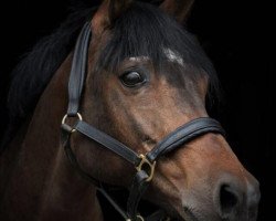 broodmare Bella Navaja (German Riding Pony, 1995, from Bavarottie)