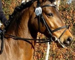 dressage horse Josie 116 (German Warmblood, 2013, from Jacky Boy)