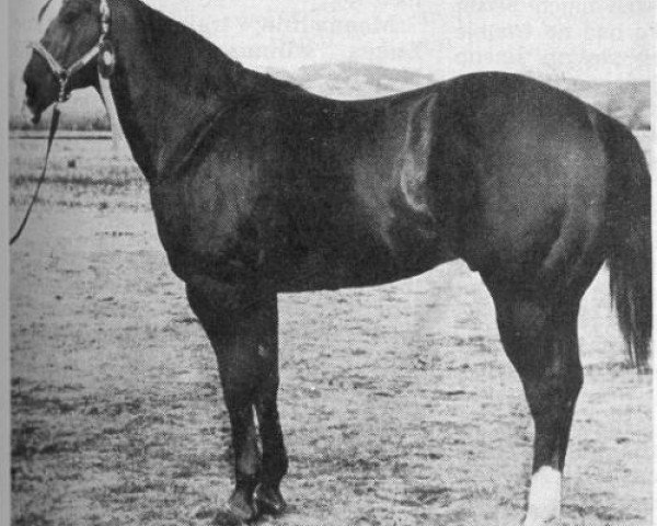 stallion Cowboy 2 Duster (Quarter Horse, 1964, from Star Duster)
