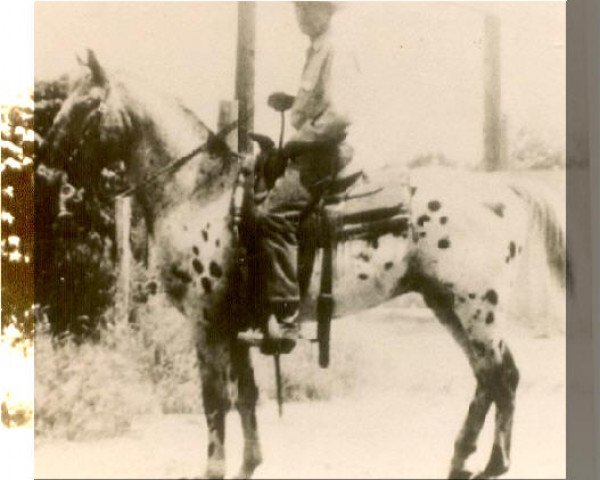 stallion Chief Joseph Rex (Appaloosa, 1940)