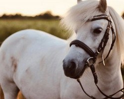 Zuchtstute Eileen of Baltic Sea (Shetland Pony, 2011, von Gordan of Baltic Sea)