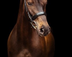 dressage horse Glücksmädchen (Hanoverian, 2012, from Christ)