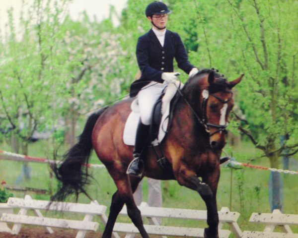 dressage horse Scully B (Zweibrücken, 2005, from Semper)