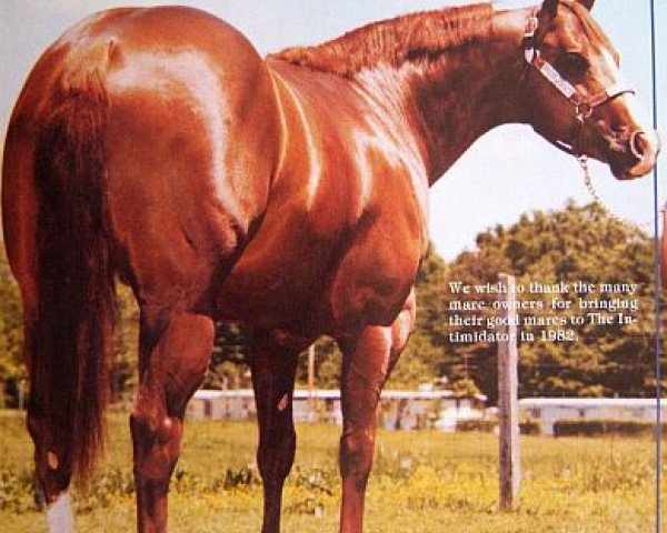 stallion The Intimidator (Quarter Horse, 1975, from Impressive)