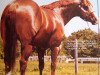 stallion The Intimidator (Quarter Horse, 1975, from Impressive)