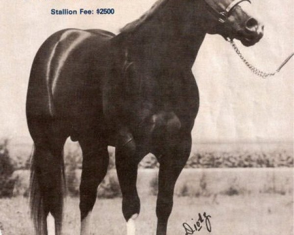 Deckhengst The Dominator (Quarter Horse, 1980, von The Intimidator)