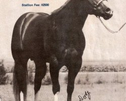 stallion The Dominator (Quarter Horse, 1980, from The Intimidator)