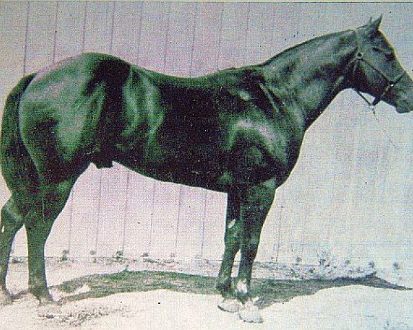 Deckhengst Babe Cody (Quarter Horse, 1954, von Bill Cody)