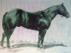 Deckhengst Babe Cody (Quarter Horse, 1954, von Bill Cody)