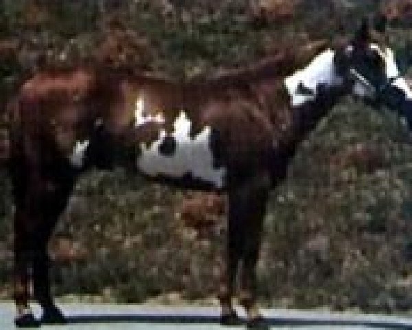 Deckhengst Chief's Norfleet (Paint Horse, 1973, von Awhe Chief)