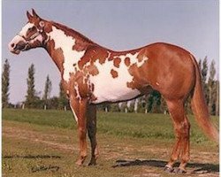 Deckhengst Mr. Norfleet (Paint Horse, 1977, von Chief's Norfleet)