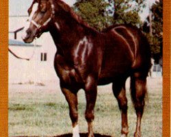 Pferd Sonny Supreme (Quarter Horse, 1974, von Sonny Dee Bar)