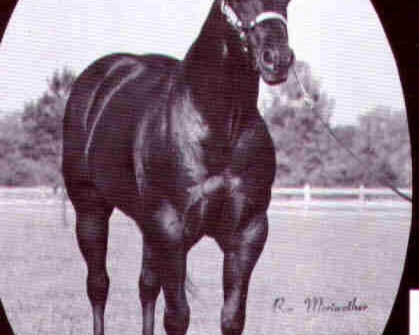 stallion James Caan (Quarter Horse, 1976, from Sonny Dee Bar)