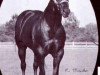 stallion James Caan (Quarter Horse, 1976, from Sonny Dee Bar)