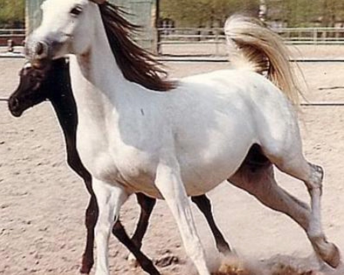 broodmare Etruria ox (Arabian purebred, 1975, from Palas ox)