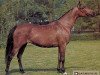 broodmare Pemba ox (Arabian thoroughbred, 1964, from Czort 1949 ox)