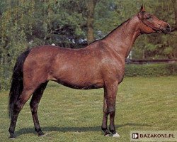 broodmare Pemba ox (Arabian thoroughbred, 1964, from Czort 1949 ox)