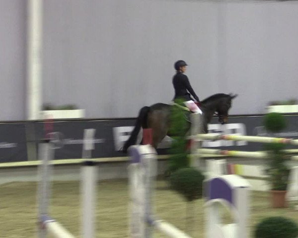 Hallen-Reitturnier Münster-Handorf 2016
