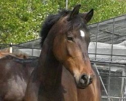 broodmare Rimana G (Westphalian,  , from Rifaisos)