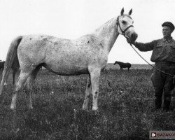 Zuchtstute Wlodarka ox (Vollblutaraber, 1938, von Ofir 1933 ox)