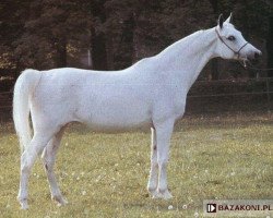 broodmare Pentoda ox (Arabian thoroughbred, 1970, from Bandos 1964 ox)