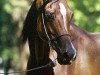 broodmare Pestka (Arabian thoroughbred, 1983, from Probat ox)